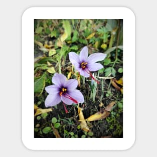 Saffron flowers Sticker